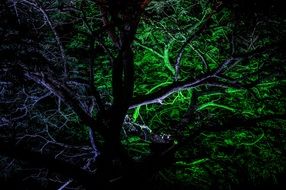 tree in magic light