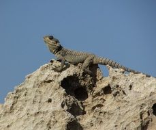 lizard on a rock against a blue sky