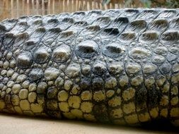 closeup of crocodile belly