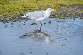 Seagull walking on the water on the shore