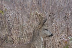 roe deer in the forest in winter