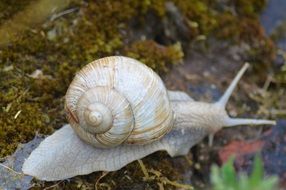 closeup photo of crawling snail in rain