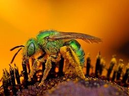 green fly in pollen