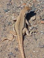 camouflaged lizard on the beach