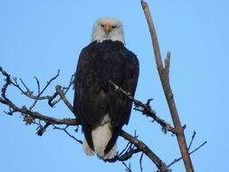 bald eagle on tree branches