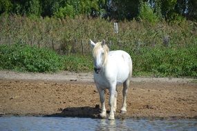 Beautiful Camargue White Horse near the water