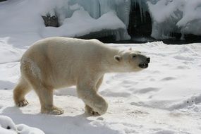 polar bear is a representative of the Arctic