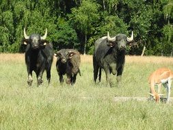 african water buffaloes