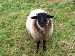 white sheep with a black head in the pasture