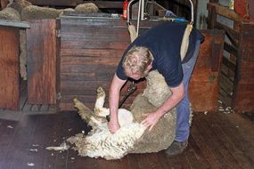 man shearing sheep