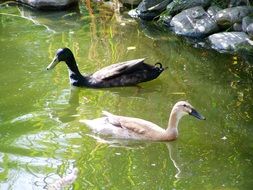 indian runner ducks on the pond in water