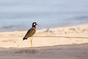 bird on high legs on the beach