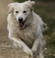 white retriever on the run