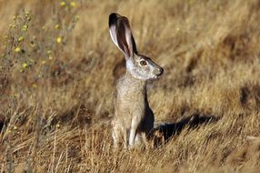 gray hare with long ears in the field