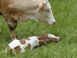 young farm cattle with mother
