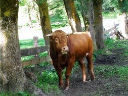 brown calf in the pen in the countryside
