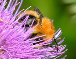 Insects Bee