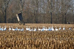 flock of white whooper swans