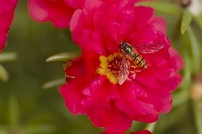 bee on a dog rose flower