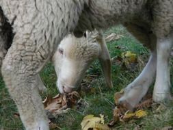 Sheep chews dry grass