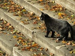 black cat on the steps among the autumn leaves