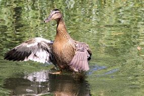 wild waterfowl on the pond