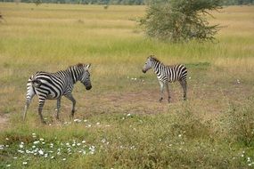 cute Zebra in Africa pasturing