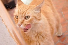 red cat licks lips after eating