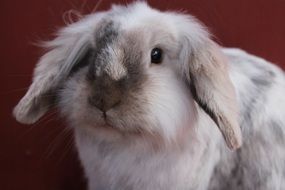 cute fluffy bunny