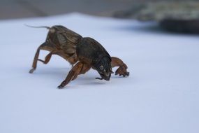 medvedka insect on a white surface