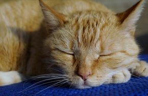 the cat is sleeping on a blue cloth