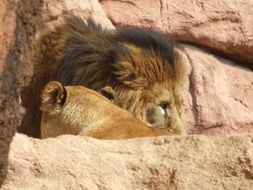 Lionâs and lioness heads together among rocks