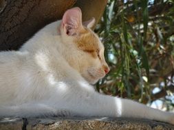 cute domestic cat lying on the stone wall