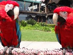 charming Red tropical parrots