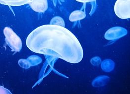 jellyfishes in aquarium