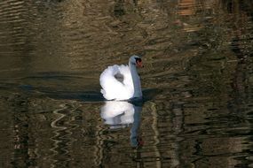 lonely swan on the lake