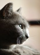 portrait of a gray cat in profile