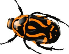 black orange beetle drawing