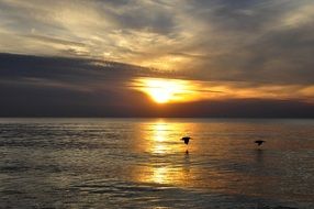 two birds flying above Golden Sea at Sunset