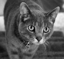 Rescue Tabby Cat