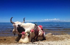 Picture of bull on a qinghai Lake