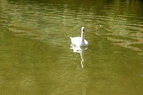 white Swan on calm green water