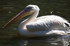 Closeup picture of Pelican with big beak in the water