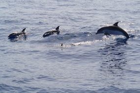 Dolphins are jumping in the water