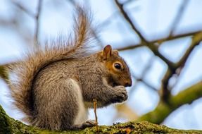 squirrel chews walnut