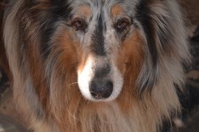 muzzle of a large collie close-up
