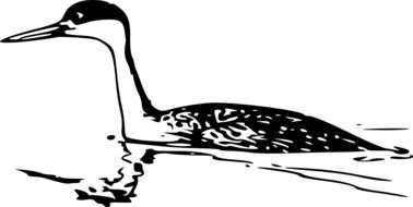 black and white drawing, grebe