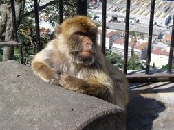 male Gibraltar Monkey in cage