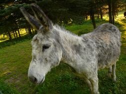 curious Donkey