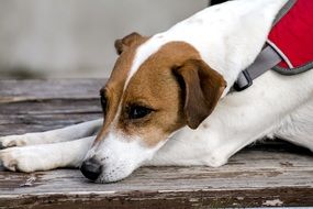Dog Quadruped Fox